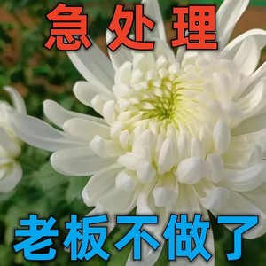 菊花盆栽大花带花苞泡茶荷兰菊四季开花月月菊可食用黄白菊地栽苗