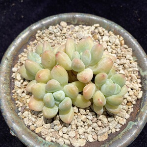 奶糖 美人系列 多肉精选 一物一拍 叶植庭多肉 云南昆明