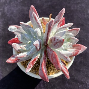 初霜仙女杯 多肉精选 一物一拍 叶植庭多肉 云南昆明