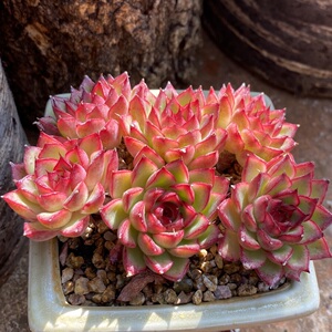 萤火 东云系 多肉精选 一物一拍 叶植庭多肉 云南昆明