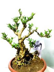 日本六月雪微型盆景有花苞创意迷你小盆栽掌上绿植小品趣味包邮