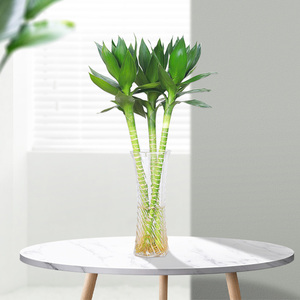 节节高水培文昌竹绿植花卉植物室内花富贵竹水养开运转运竹带根