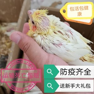 精品黄化不秃玄凤鹦鹉玄凤雏鸟情侣金头派特珍珠买一对可繁殖下蛋