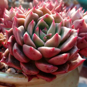 多肉植物奥利维亚办公室室内阳台桌面绿植园艺花卉组合盆栽萌肉肉