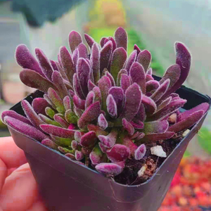 多肉植物梦椿群生云南新款稀有贵货组合盆栽绿植园艺花卉大棵萌肉