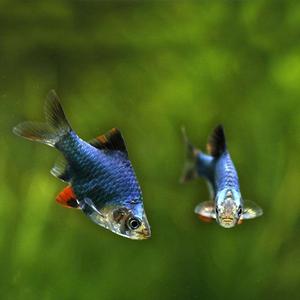 荧光绿虎皮鱼,青苹果虎皮鱼,活体观赏鱼热带鱼虎皮鱼小型鱼活泼