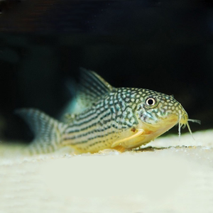 大号珍珠鼠鱼,金翅珍珠鼠鱼大号珍珠鼠底栖鱼工具鱼混养