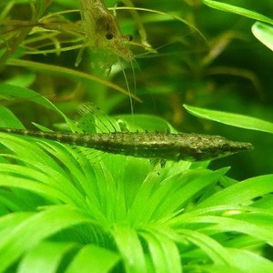 迷你棘龙鱼,草绳恐龙鱼,东南亚进口稀有热带鱼底栖鱼稀有鱼种