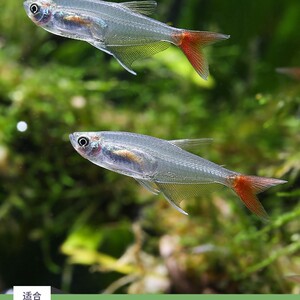 红尾水晶灯鱼,红尾玻璃灯鱼,草缸群游鱼鱼热带鱼小型灯鱼