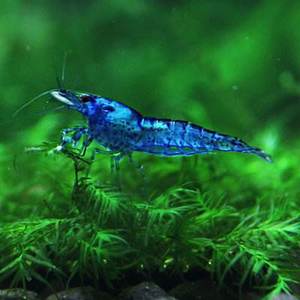 蓝宝石虾活体观赏虾除藻虾容易繁殖工具虾草缸混养工具虾