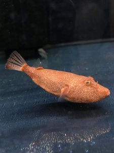 夏正5945淘宝壹宫水族红木瓜狗头鱼木瓜河豚鱼 斑