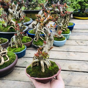 水杨梅盆景一物一拍精品细叶水团花老桩室内外办公桌绿植盆栽包邮