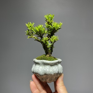 小叶黄杨盆景矮化老桩雀舌黄杨盆栽观花观果绿植一物一拍带盆包邮