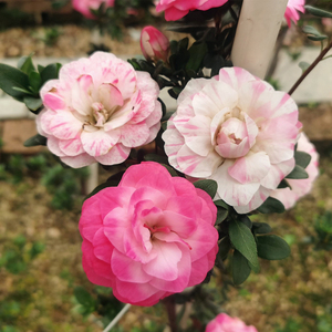 日本皋月杜鹃花原生苗盆景素材阳台庭院观花花卉植物绢之舞鹃之舞
