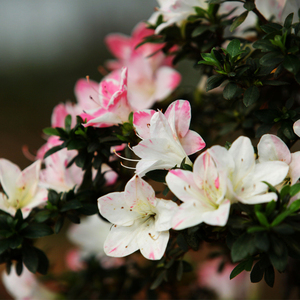 皋月原生苗日本杜鹃花木本植物花卉花缀凌樱玲晃绊花莲光白莲千裕