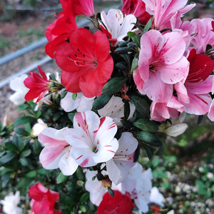 【日本杜鹃矮霸】日本杜鹃矮霸品牌,价格 - 阿里巴巴