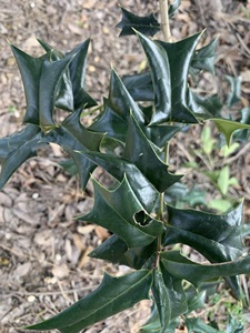有刺构骨树八角刺枸骨苗老虎刺猫儿刺鸟不宿枸骨盆景花卉绿植盆栽