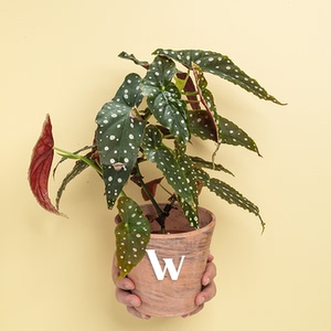 纵野 / 鳟鱼秋海棠 / 进口网红室内观叶绿植竹节秋海棠盆栽