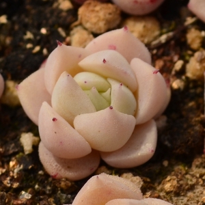 001人付款淘宝【孤品】奶油沙罗姬牡丹 一物一拍 多肉植物 云南精品