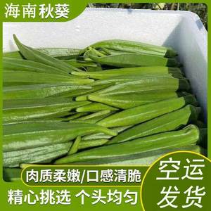 海南本地新鲜蔬菜黄秋葵羊角豆现摘现发当季时令孕妇蔬菜秋葵空运