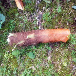 新鲜甜棕树心棕树尖棕榈芯棕包树头保险箱冰袋一个包邮