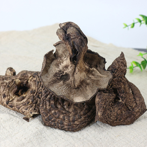 野生黑虎掌菌云南楚雄特产火锅餐饮熬汤浓郁虎掌菌獐子菌干货500g