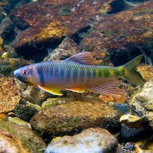 10元1条长鳍马口鱲宽鳍鱲淡水桃花鱼原生冷水鱼混合好养耐寒