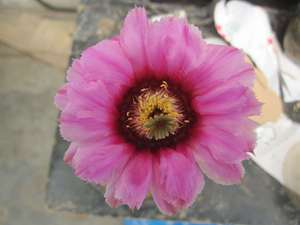 折墨虾,仙人球echinocereus melanocetrus 鹿角柱属