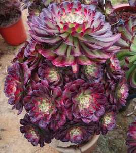 值日生家居旗舰店天猫多肉法师系列红覆轮锦老桩缀化手捧万圣节红黑