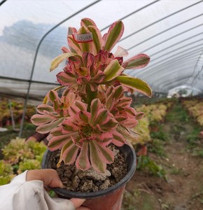 多肉法师艳日伞