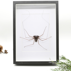 真实昆虫蜘蛛鞭蛛标本复古相框家居怀旧摆件收藏品礼物大苏工作室