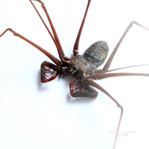 真实昆虫蜘蛛鞭蛛标本复古相框家居怀旧摆件收藏品礼物大苏工作室