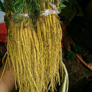 黄芩种苗
