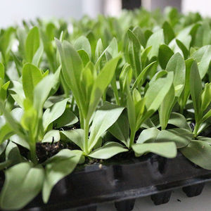 90抱抱琪呀淘宝云南重瓣洋桔梗花苗盆栽龙胆花小苗易种室内外阳台