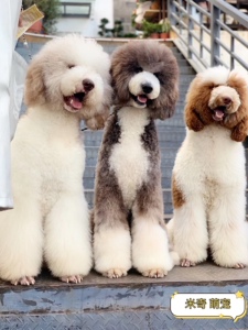 大型犬幼犬巨型泰迪