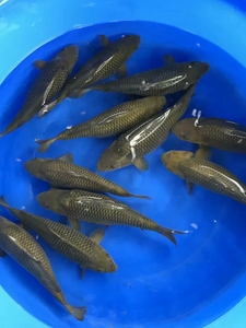 日本进口纯种茶鲤锦鲤活鱼空鲤银鳞巨型红白写大正三色观赏小鱼苗