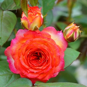 浪漫玫瑰面纱月季花苗 法国月季 灌木多季勤花 阳台花园盆栽花卉