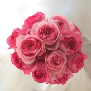 伊芙新娘月季花