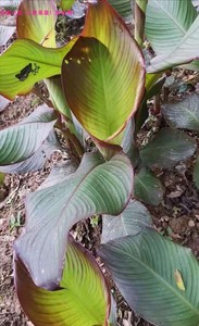 广西桂林新鲜蕉芋苗野生芭蕉芋苗蕉芋头带根带芽试种装三棵包邮