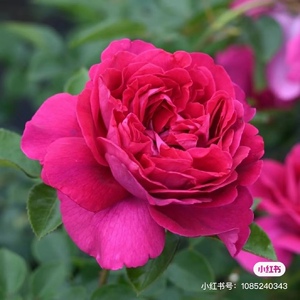 伊芙胭脂口红根接1.5加仑营养土发货网红爆品