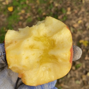 【顺丰包邮】山西运城临猗冰糖心丑苹果红富士苹果新鲜苹果5斤9斤