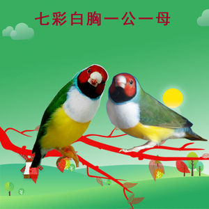 鸟活物活鸟珍珠鸟笼七彩白文鸟文鸟观赏幼鸟小鸟粮手养繁殖0人付款14