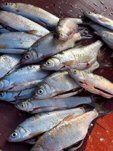 【野生白鱼】野生白鱼品牌,价格 - 阿里巴巴