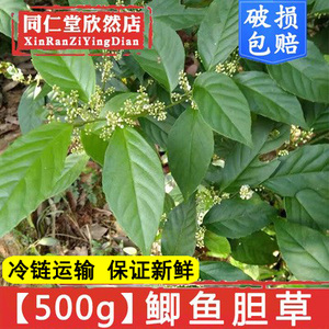 广西鲫鱼胆草生野中药草药中草药药材新鲜鲫鱼胆苗岑心空心花包邮