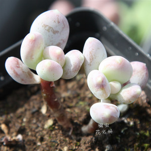 懒虫花园-稻田姬 小老桩 多肉植物一物一拍 云南露养 带盆土发
