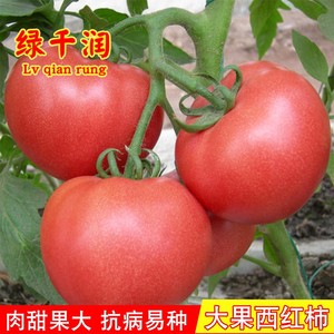 明星大番茄种子红果大西红柿种孑春秋四季播农家菜园蔬菜瓜果种籽