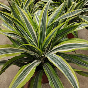 巴西美人盆栽金边龙血树室内客厅阳台四季常青绿植大植物净化空气