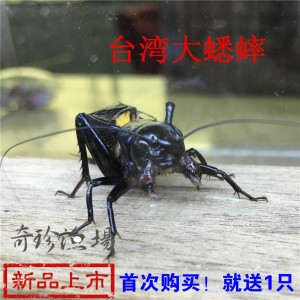 宠物观赏活体野生爬虫斗虫双斑蟋蟀黄斑格斗蟋蟀油葫芦鸣虫大蛐蛐