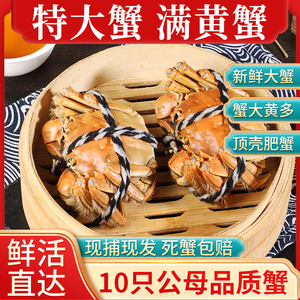 阳澄10只公母品质蟹特大精品兴化红膏大闸蟹鲜活水产活螃蟹