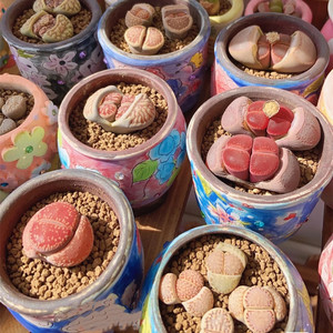 双头超大颗母本生石花一物一拍5年母本 新手好养皮实屁股花